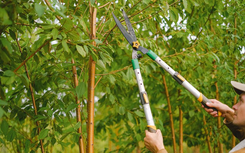 Tree trimming in Maida, ND