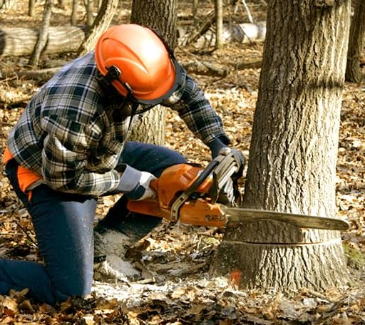 Tree Removal in Maida, ND